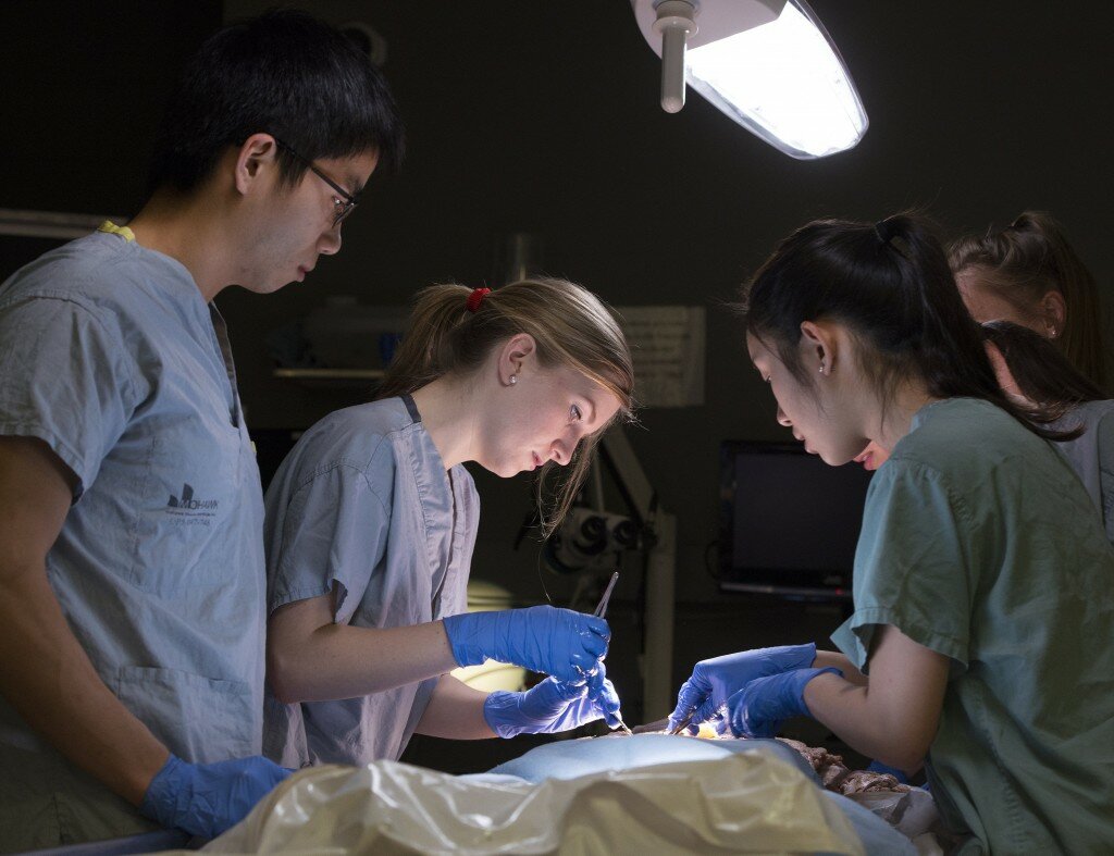 Hamilton, Ontario, Sorina Stef ( face lite) second from left- working in the anatomy lab at McMaster University. Cathie Coward/ Hamilton Spectator